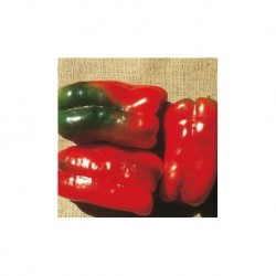 Lido red squared pepper seeds