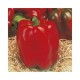 Linares red pepper seeds