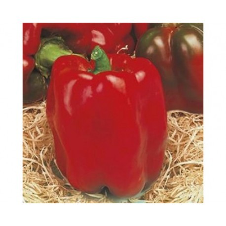 Linares red pepper seeds