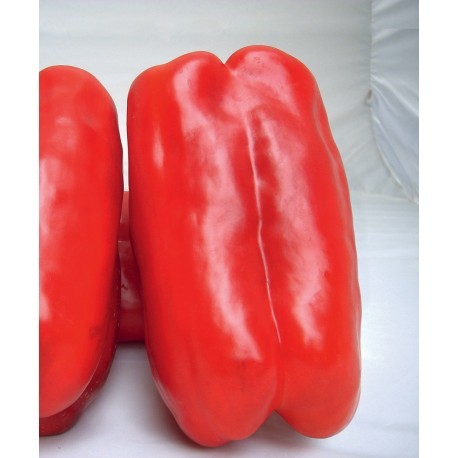 Ember elongated red pepper seeds