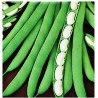Semi fagiolino bianco cannellino