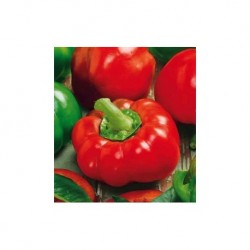 Topepo red pepper seeds