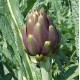 In Vitro Artichoke Seeds