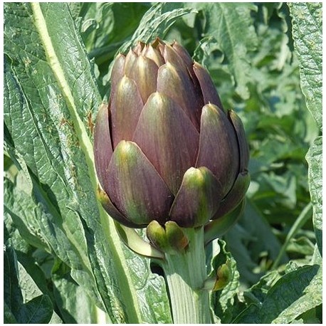 In Vitro Artichoke Seeds