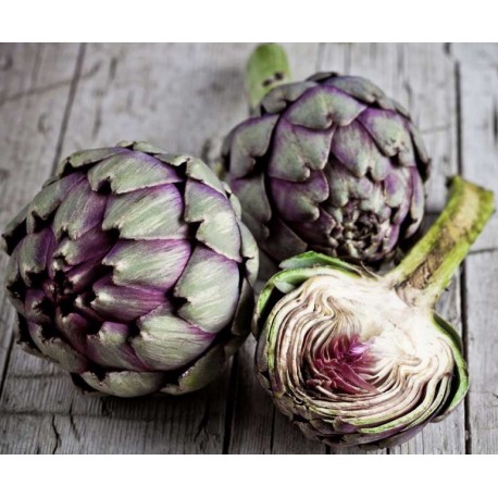 Roman Artichokes Seeds