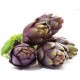 Purple Artichoke Seeds