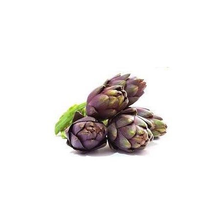 Purple Artichoke Seeds