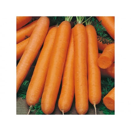 Maestro Carrot Seeds