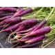 Purple Carrot Seeds