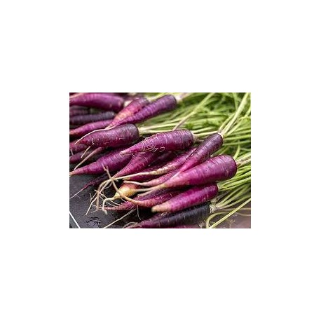 Purple Carrot Seeds