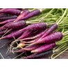 Purple Carrot Seeds
