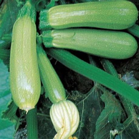 Topkapy light courgette seeds