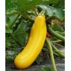 Parador yellow courgette seeds