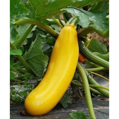 Parador yellow courgette seeds