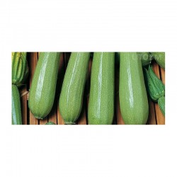 Semi zucchino chiaro Kos