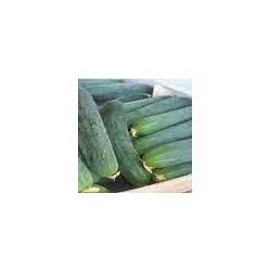 Half Long Apollo Cucumber Seeds