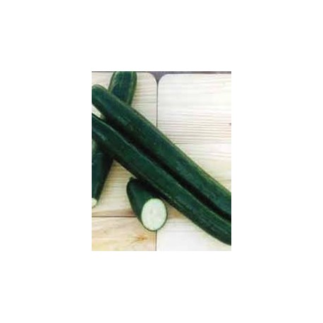 Long Pepinex Cucumber Seeds