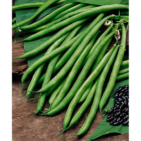 Cobra Climbing Butter Bean Seeds