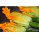 Semi zucchino da fiore