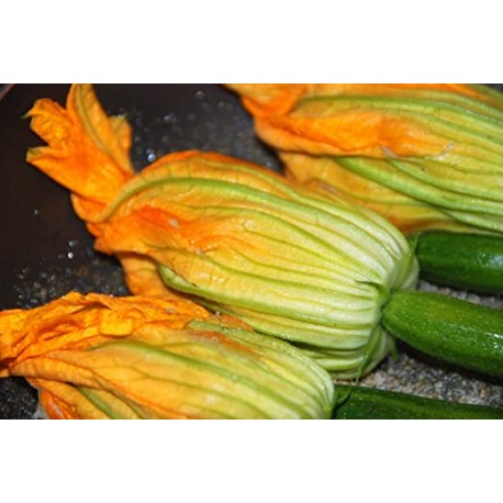 Semi zucchino da fiore