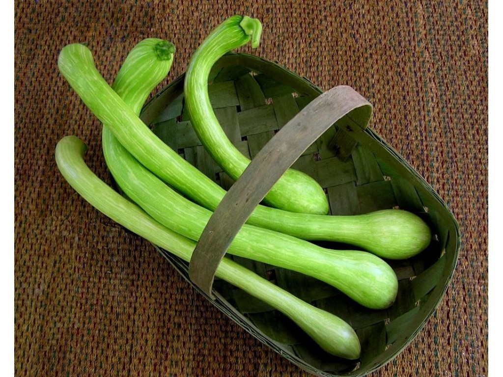 Piante Di Zucchino Trombetta Gold - Confezione Da 2 Per Orto Domestico - Foto 11