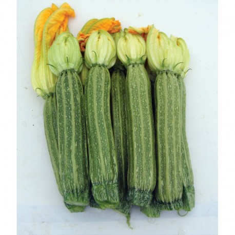 Semi di zucchino romano Iseo