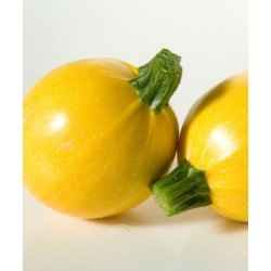 Semi di zucchino tondo giallo Floridor