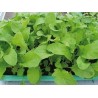 Semi di rucola coltivata
