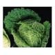 "Cornalyn" savoy cabbage seeds