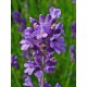 Semi di Lavanda