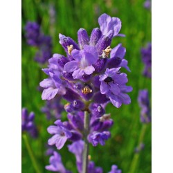 Lavender Seeds