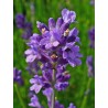 Lavender Seeds