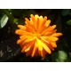 Semi di Calendula