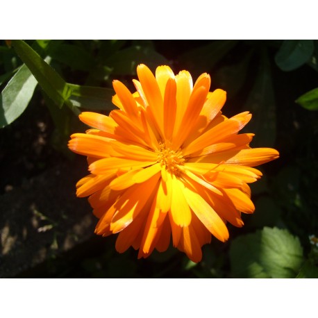 Semi di Calendula