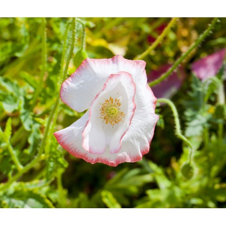 Poppy Seeds
