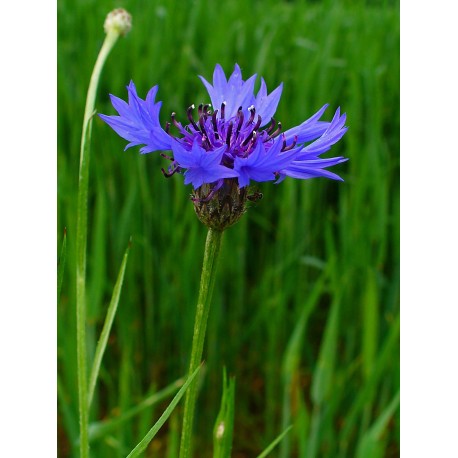 Semi di Fiordaliso