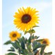 Semi di Girasole