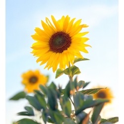 Semi di Girasole