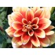 Semi di Dalia