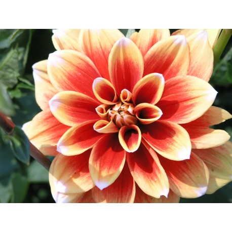 Dahlia Seeds