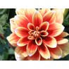 Dahlia Seeds