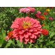 Semi di Zinnia