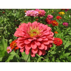 Semi di Zinnia