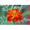 French Marigold Seeds
