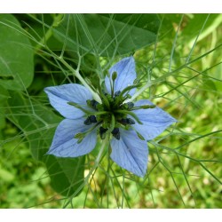 Semi di Nigella