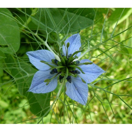 Semi di Nigella