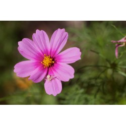 Semi di Cosmos