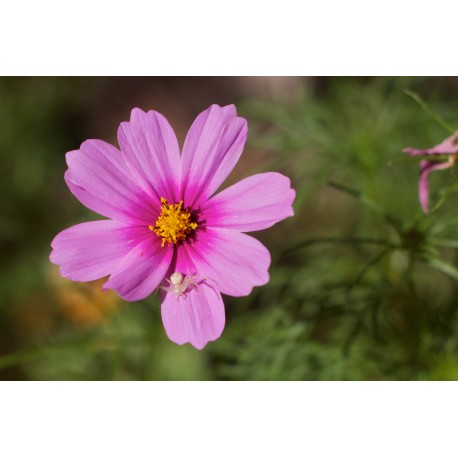 Semi di Cosmos