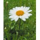 Oxeye Daisy Seeds