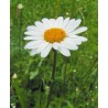 Oxeye Daisy Seeds